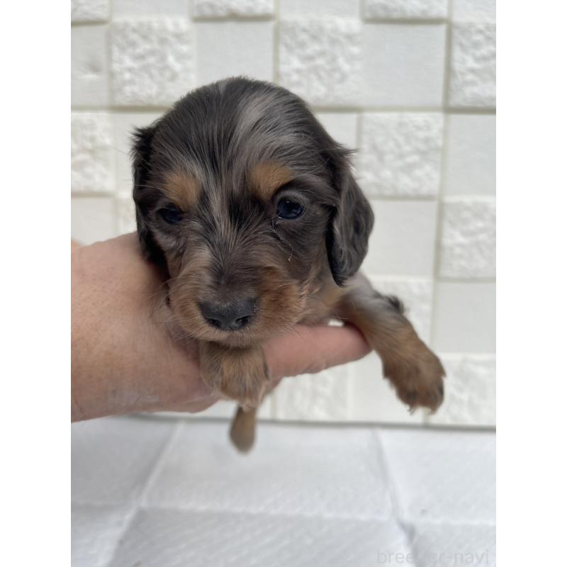 販売中の群馬県のミニチュアダックスフンド(ロングヘアード)-425440の1枚目