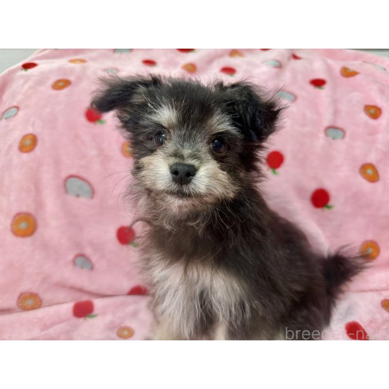 販売中の大分県のポメマル:ポメラニアン×マルチーズ-418851の2枚目