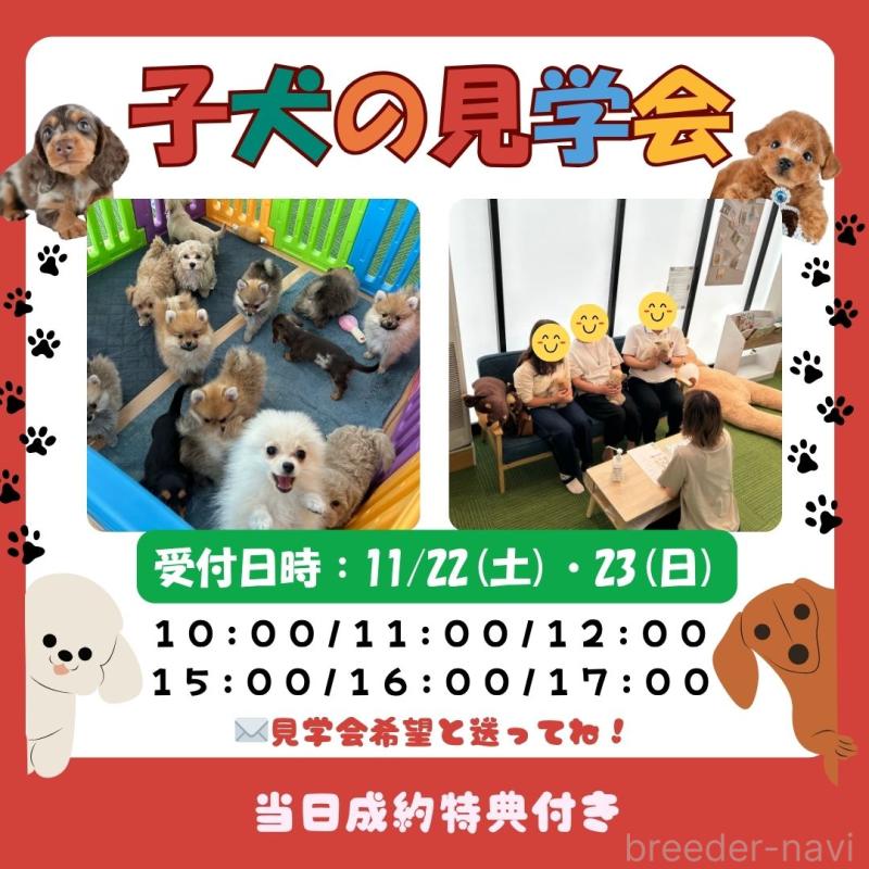 販売中の茨城県のポメラニアン-423344の3枚目