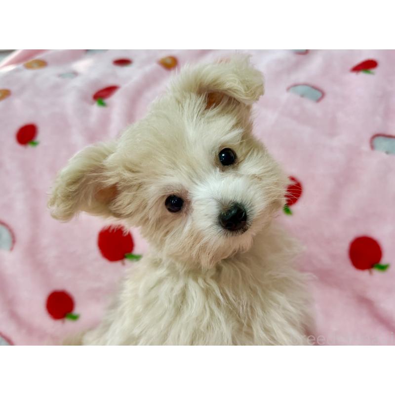 販売中の大分県のポメプー:ポメラニアン×トイプードル-418841の3枚目