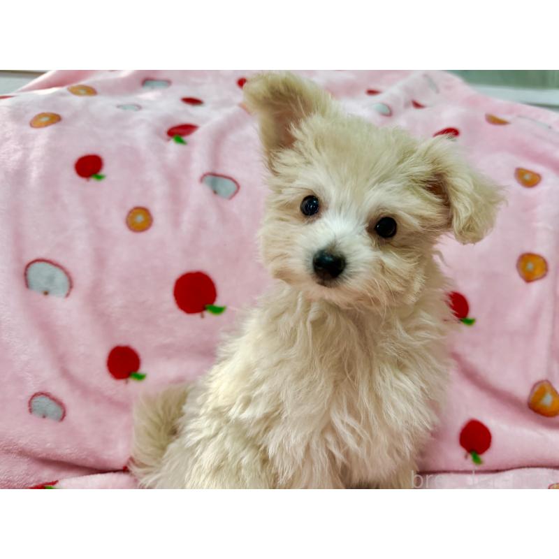 販売中の大分県のポメプー:ポメラニアン×トイプードル-418841の2枚目