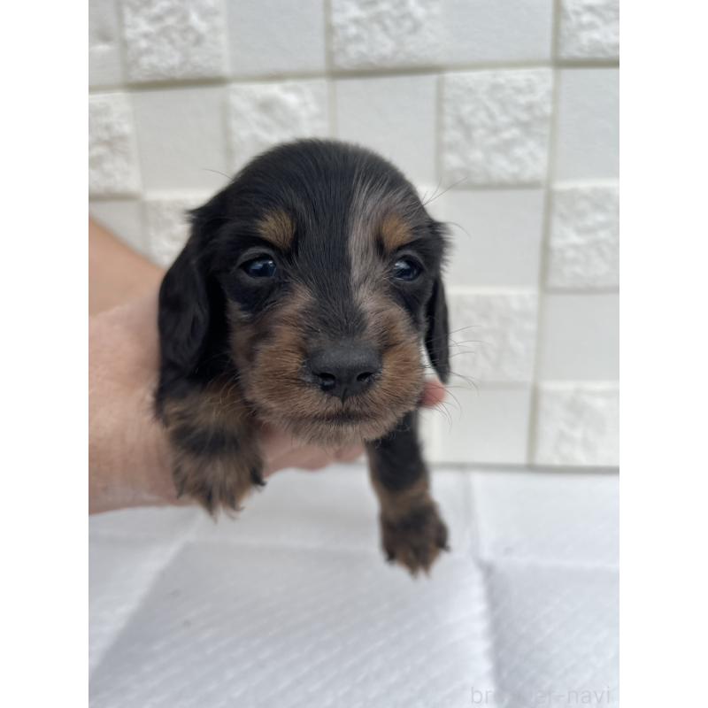 販売中の群馬県のミニチュアダックスフンド(ロングヘアード)-425441の8枚目