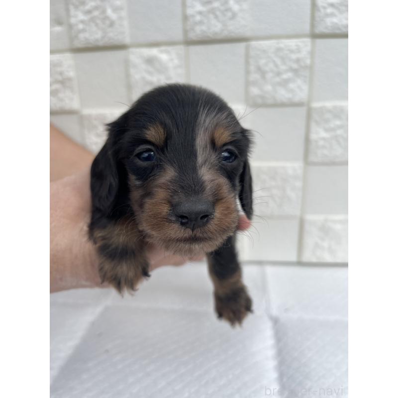 販売中の群馬県のミニチュアダックスフンド(ロングヘアード)-425441の7枚目