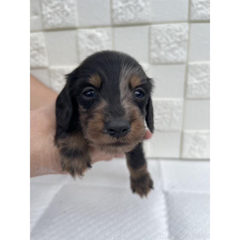 販売中の群馬県のミニチュアダックスフンド(ロングヘアード)-425441の6枚目