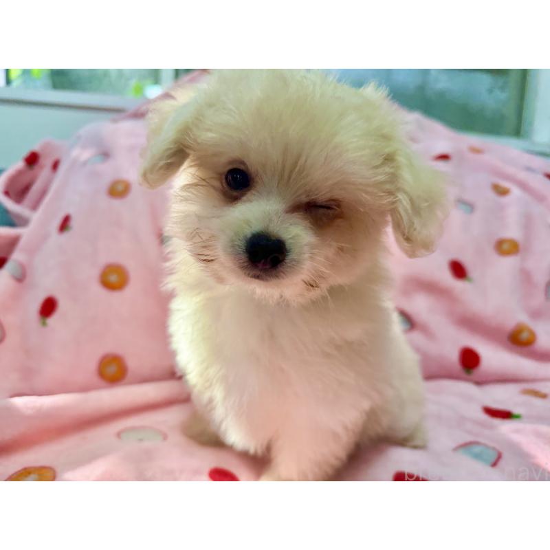 販売中の大分県のポメプー:ポメラニアン×トイプードル-418847の3枚目