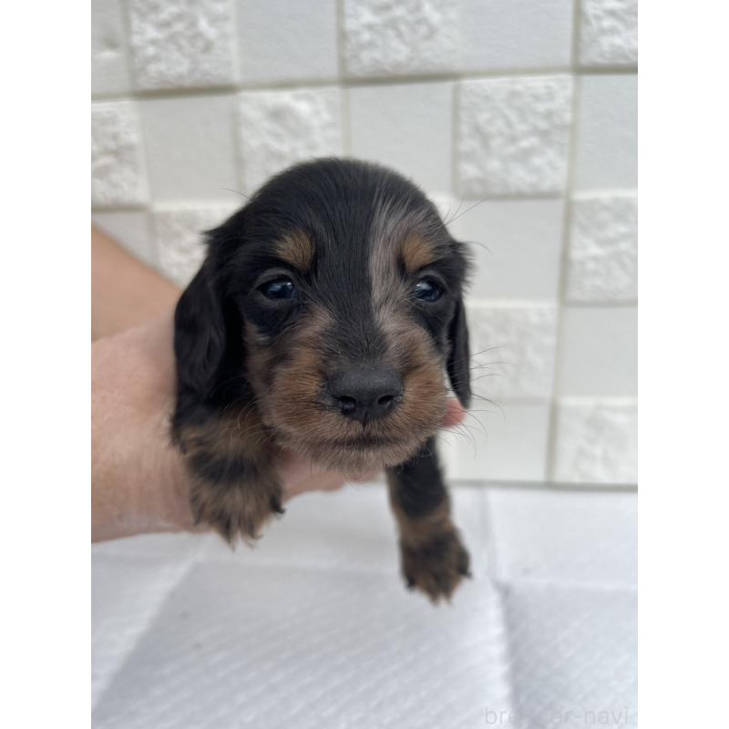 販売中の群馬県のミニチュアダックスフンド(ロングヘアード)-425441の5枚目