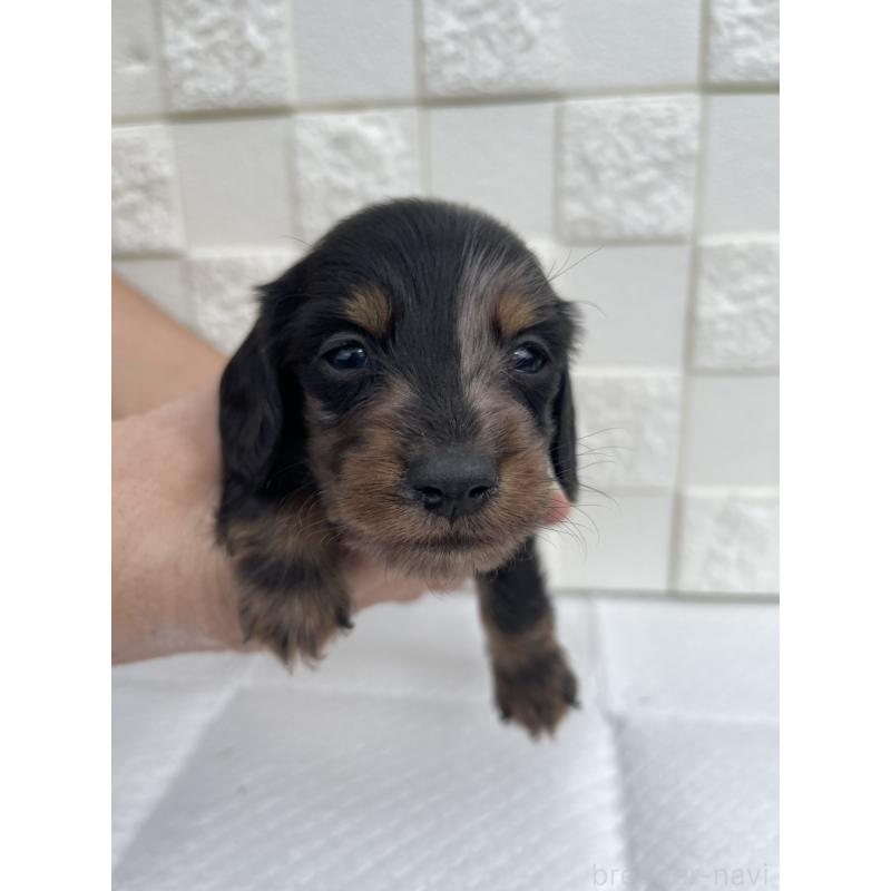 販売中の群馬県のミニチュアダックスフンド(ロングヘアード)-425441の4枚目