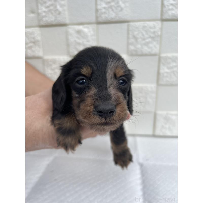 販売中の群馬県のミニチュアダックスフンド(ロングヘアード)-425441の3枚目