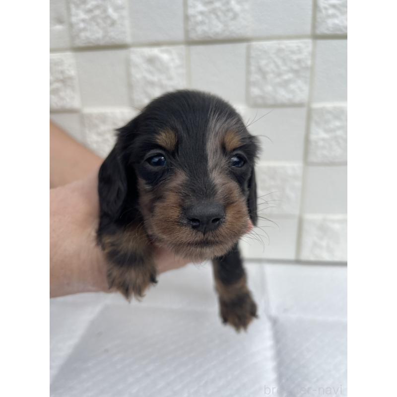 販売中の群馬県のミニチュアダックスフンド(ロングヘアード)-425441の2枚目