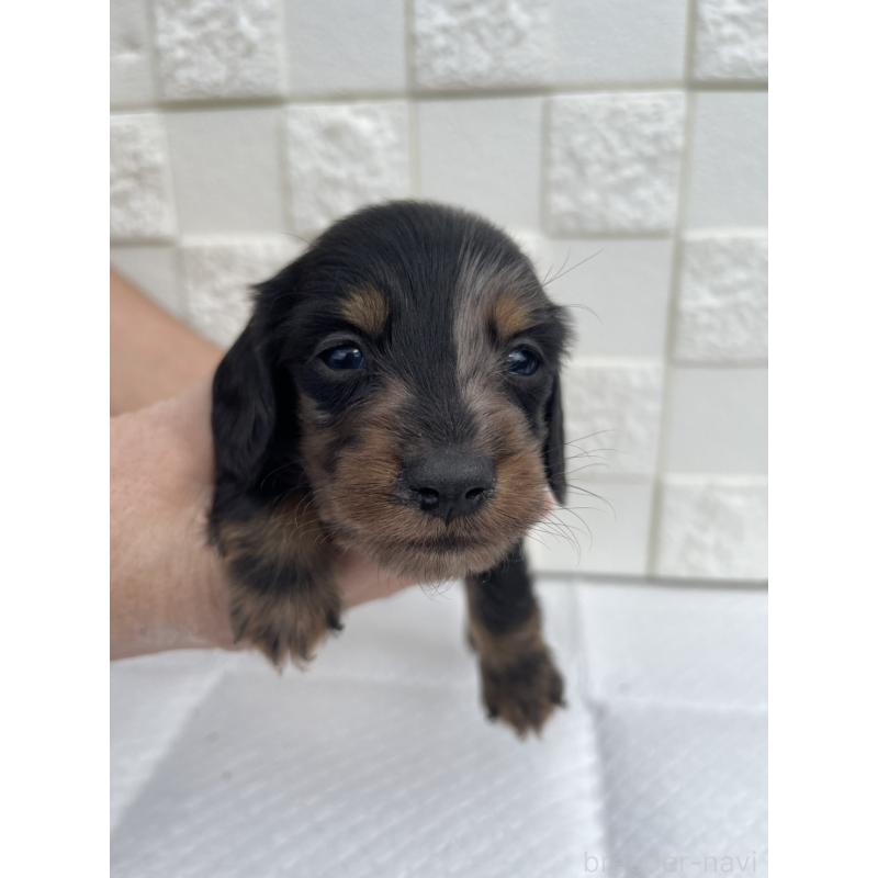 販売中の群馬県のミニチュアダックスフンド(ロングヘアード)-425441