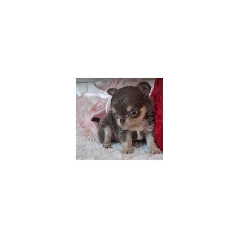 販売中の神奈川県のチワワ(ロングコート)-425442の5枚目