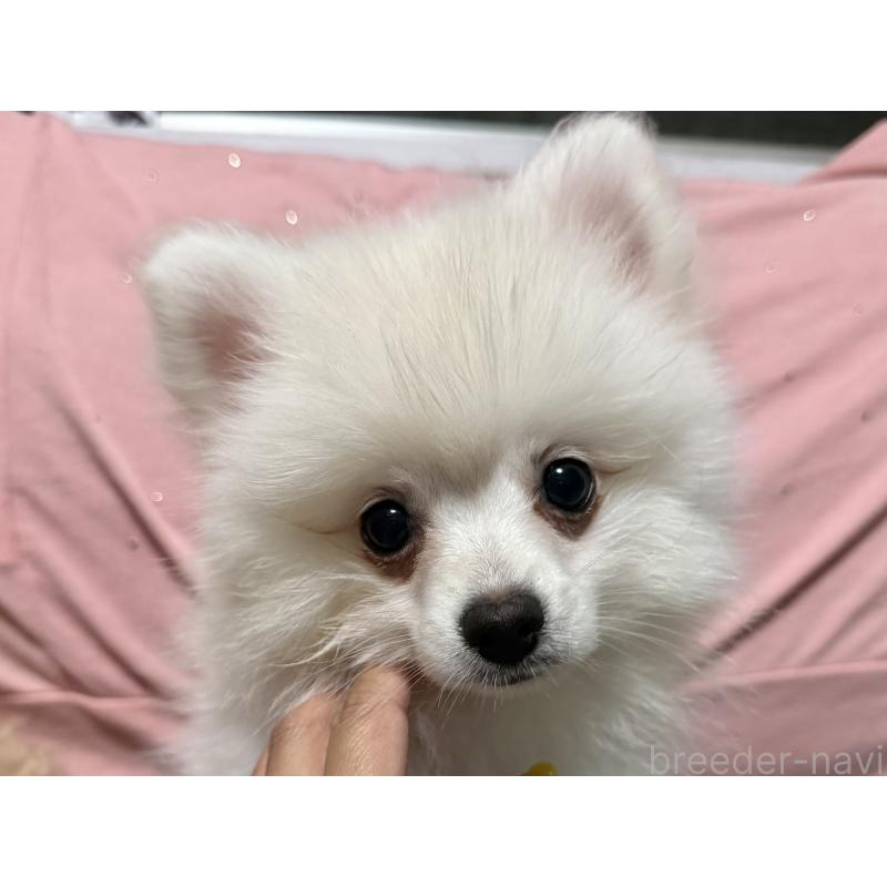 販売中の大分県のポメラニアン-425446の7枚目