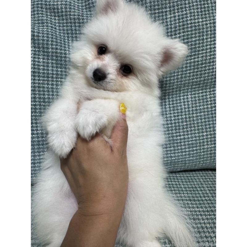 販売中の大分県のポメラニアン-425446の6枚目