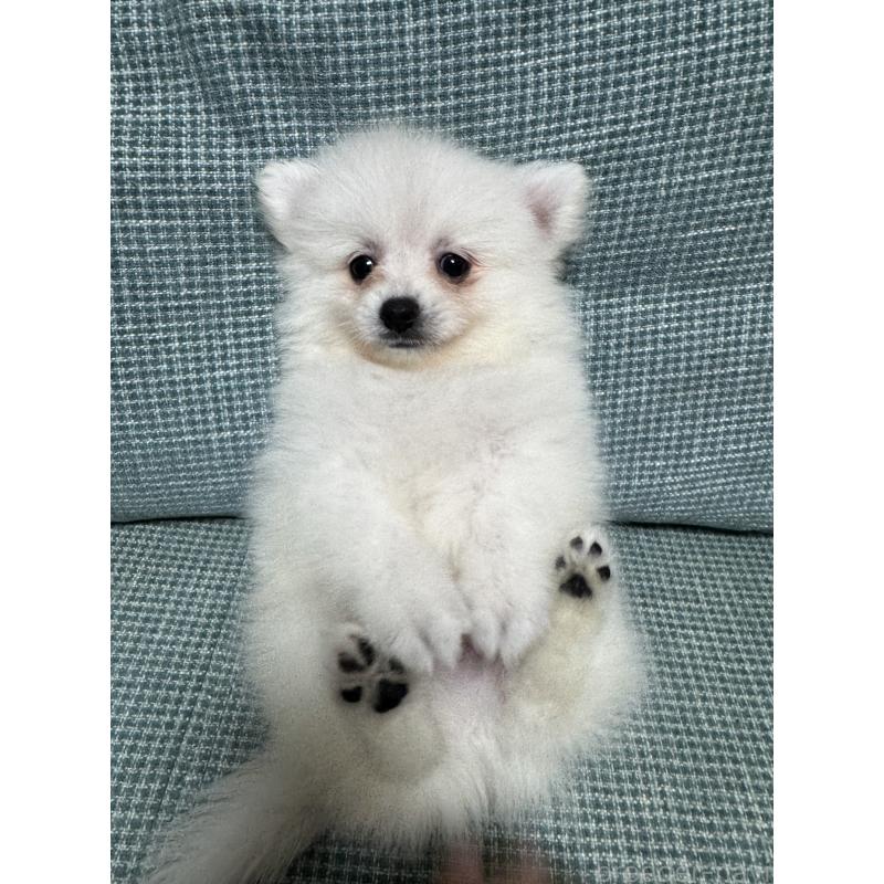 販売中の大分県のポメラニアン-425446の5枚目