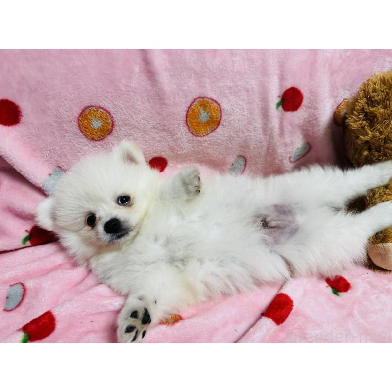 販売中の大分県のポメラニアン-425446の4枚目