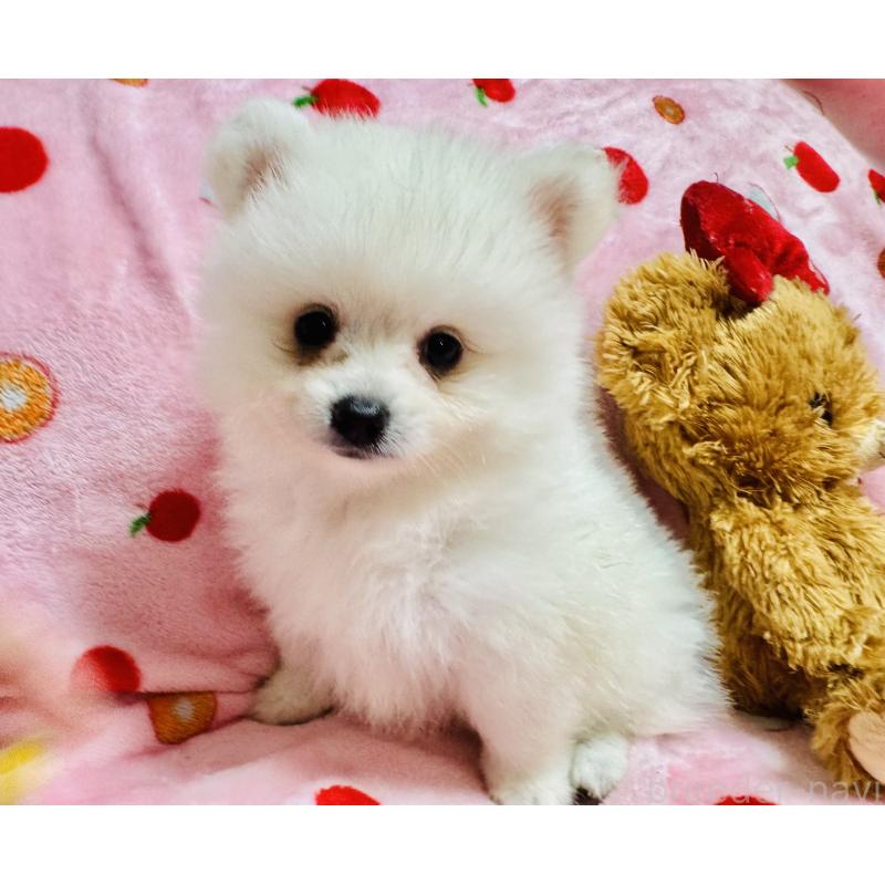 販売中の大分県のポメラニアン-425446の3枚目