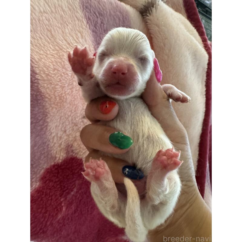 販売中の大分県のポメラニアン-425446の2枚目