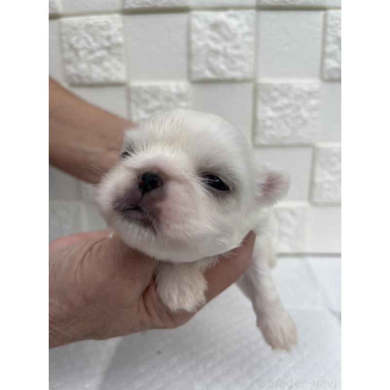 販売中の群馬県のペキニーズ-425444の11枚目