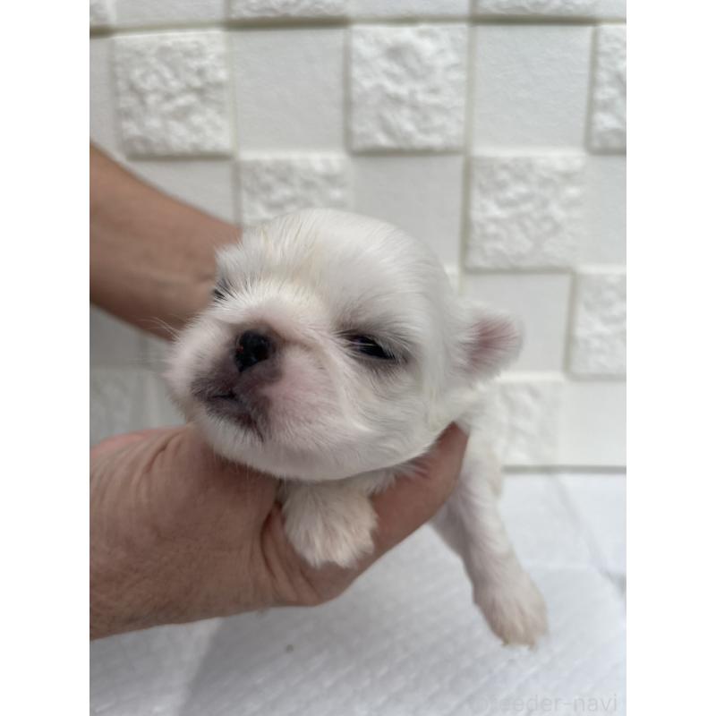 販売中の群馬県のペキニーズ-425444の10枚目