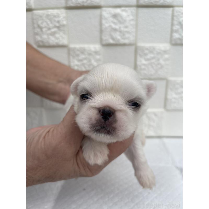 販売中の群馬県のペキニーズ-425444の9枚目