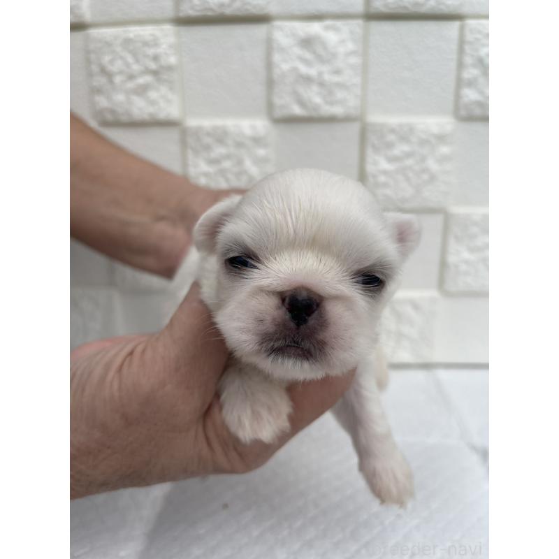 販売中の群馬県のペキニーズ-425444の8枚目