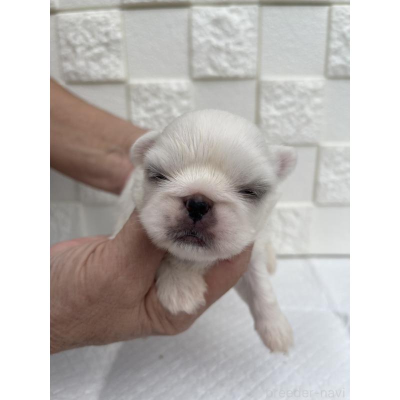 販売中の群馬県のペキニーズ-425444の7枚目