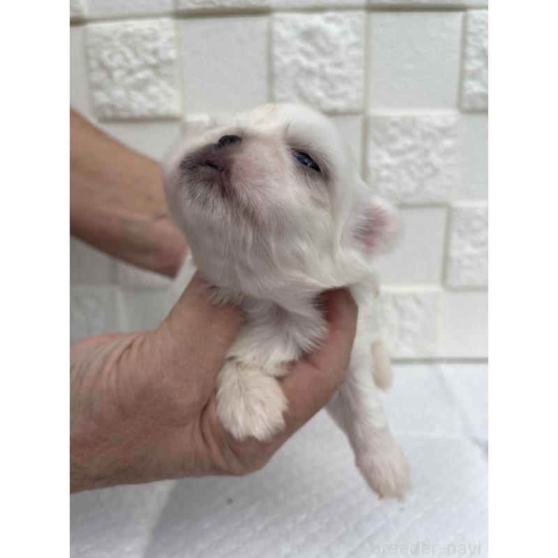 販売中の群馬県のペキニーズ-425444の6枚目