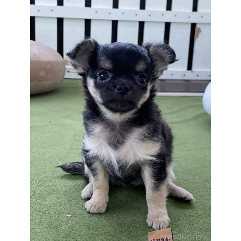 販売中の福岡県のチワワ(ロングコート)-425445の3枚目