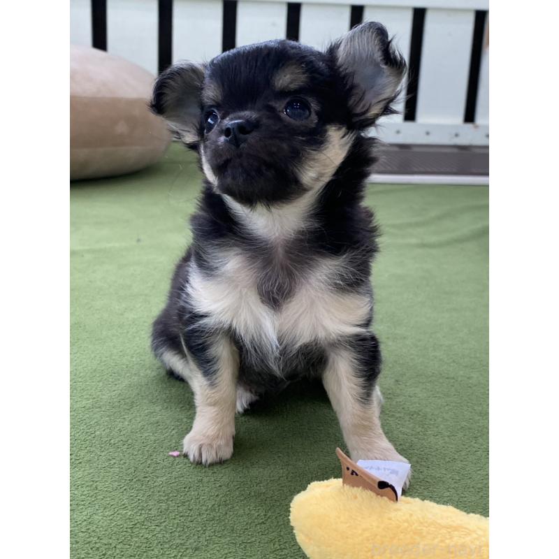 販売中の福岡県のチワワ(ロングコート)-425445の2枚目