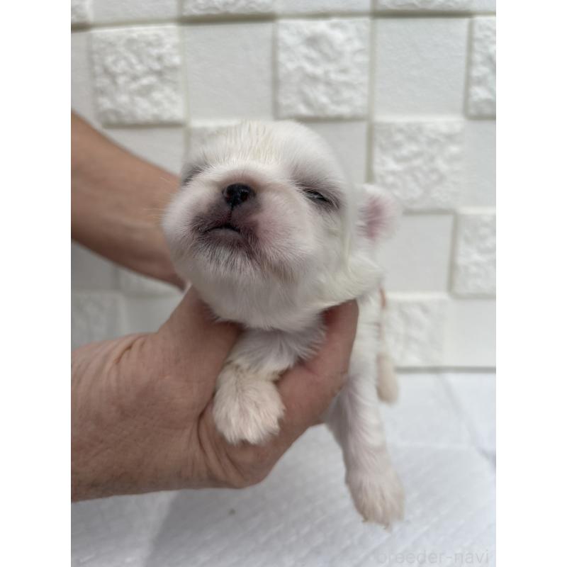 販売中の群馬県のペキニーズ-425444の5枚目