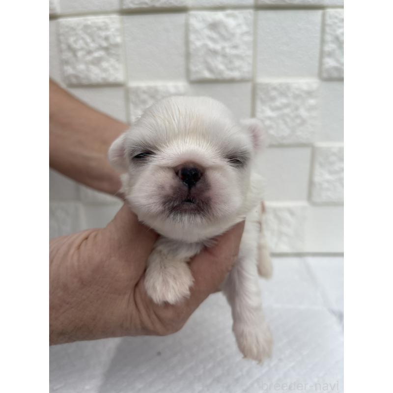 販売中の群馬県のペキニーズ-425444の4枚目