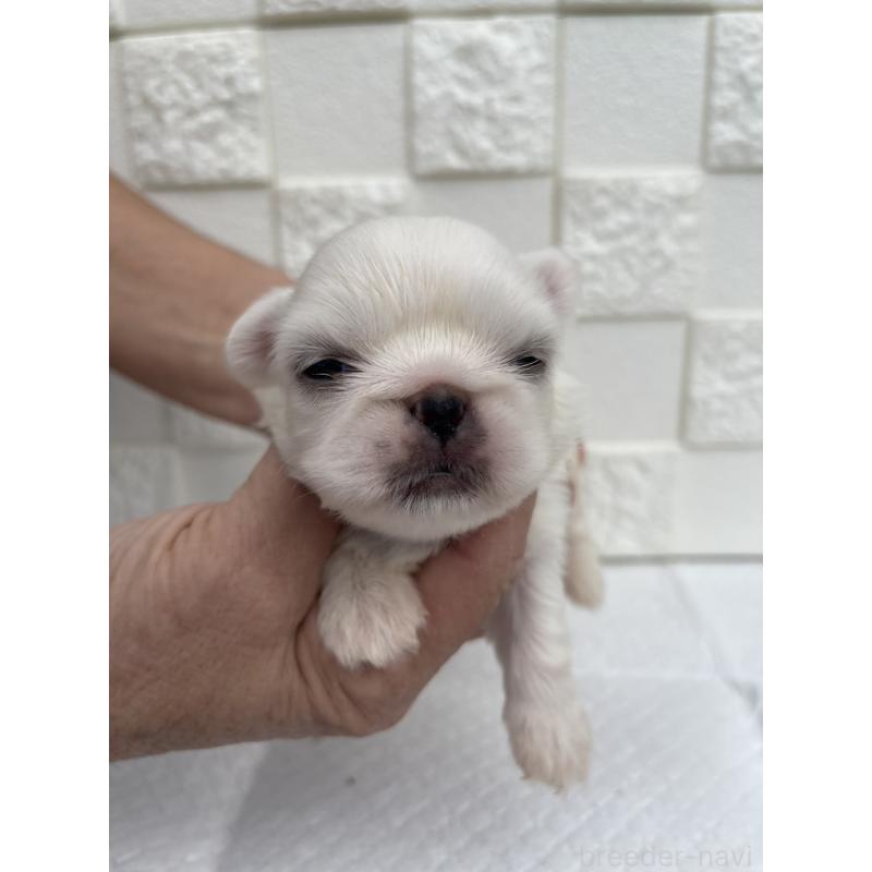 販売中の群馬県のペキニーズ-425444の3枚目