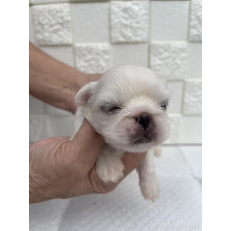 販売中の群馬県のペキニーズ-425444の2枚目