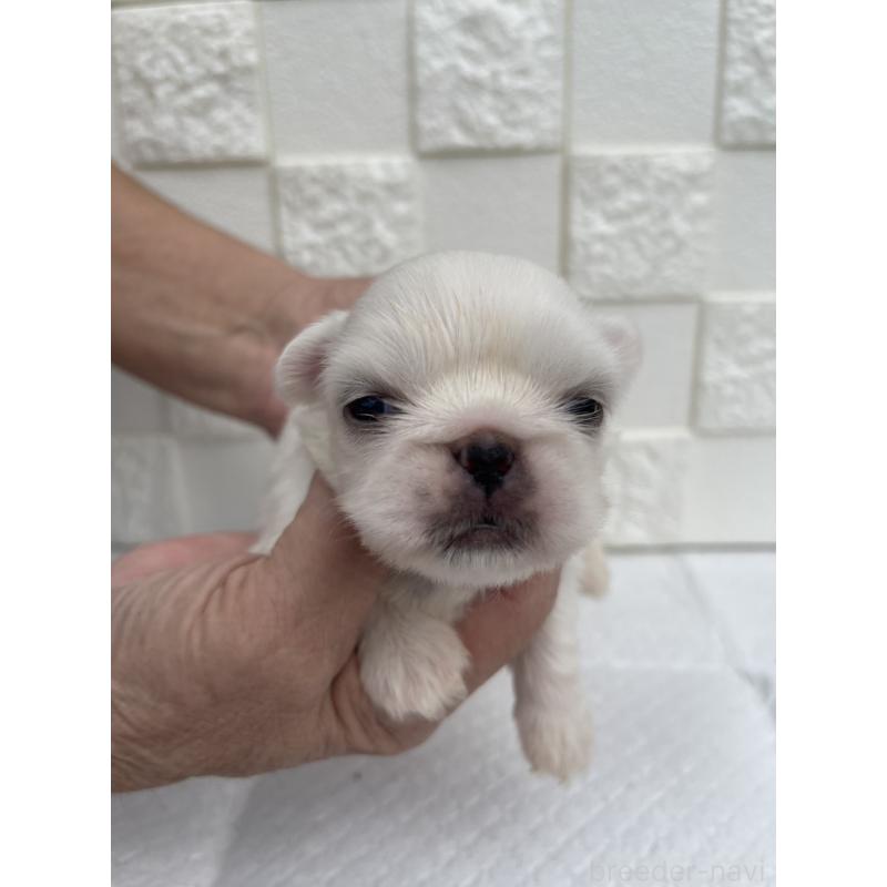 販売中の群馬県のペキニーズ-425444の1枚目