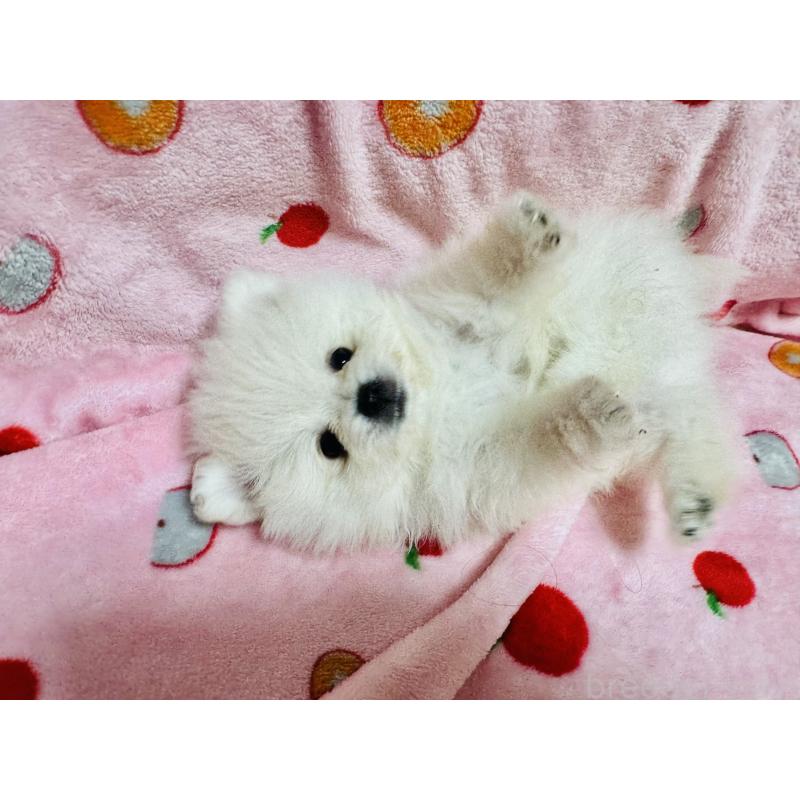 販売中の大分県のポメラニアン-425449の8枚目