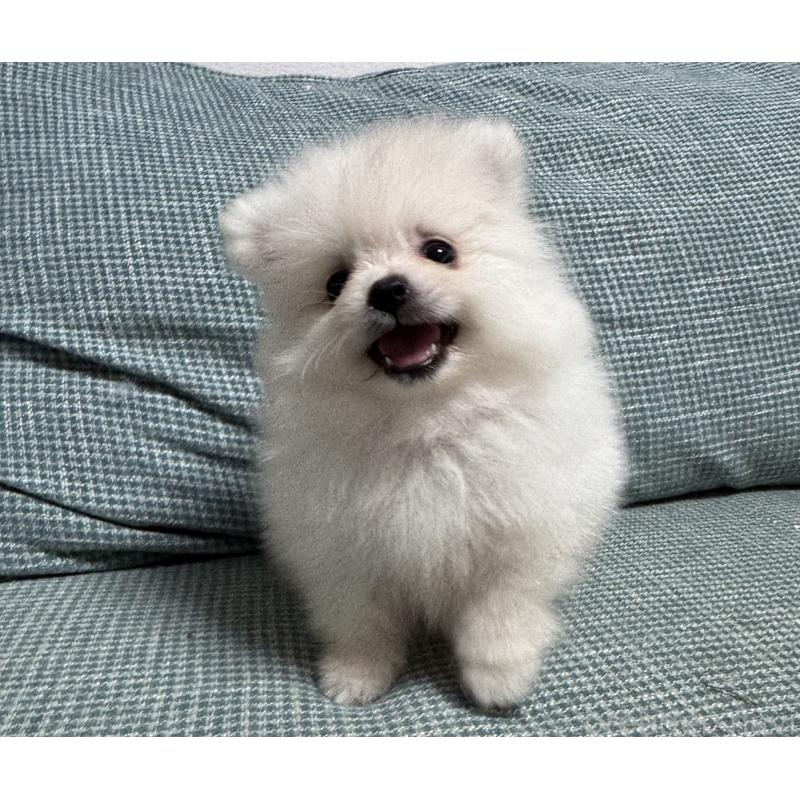 販売中の大分県のポメラニアン-425449の7枚目