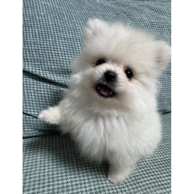 販売中の大分県のポメラニアン-425449の6枚目