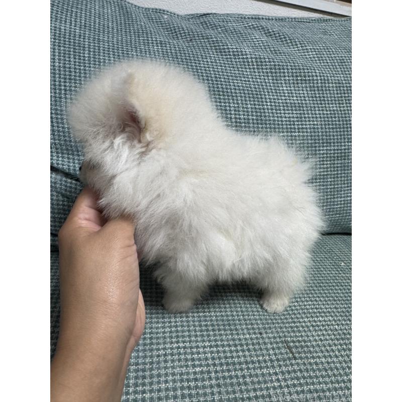 販売中の大分県のポメラニアン-425449の5枚目