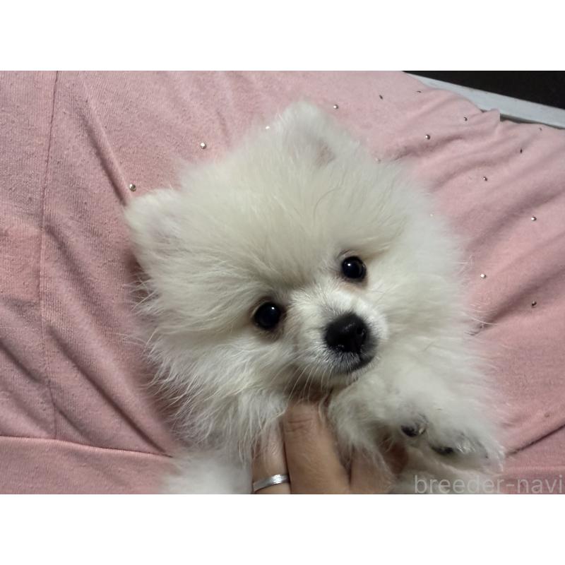 販売中の大分県のポメラニアン-425449の4枚目
