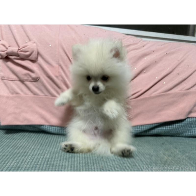 販売中の大分県のポメラニアン-425449の3枚目