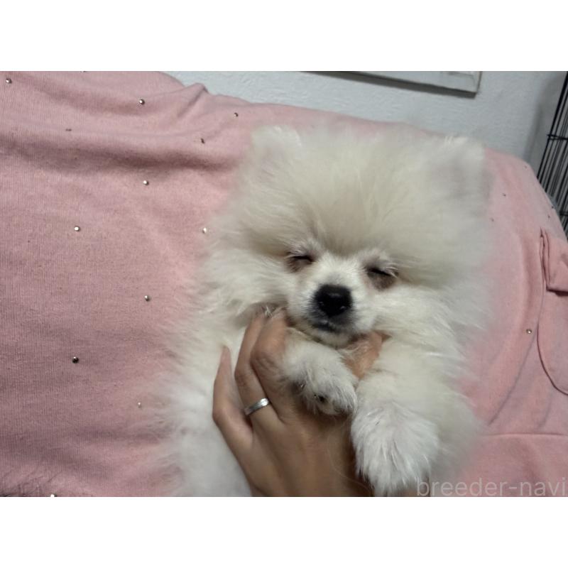 販売中の大分県のポメラニアン-425449の2枚目