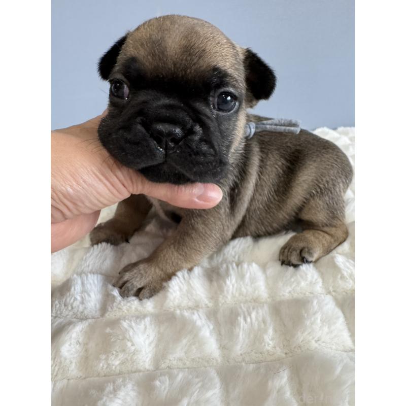 販売中の徳島県のフレンチブルドッグ-425447の6枚目