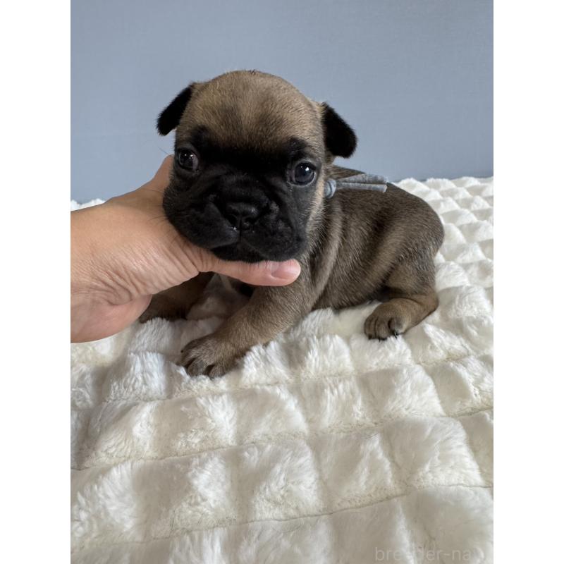 販売中の徳島県のフレンチブルドッグ-425447の5枚目