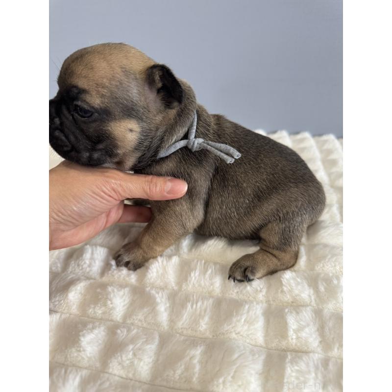 販売中の徳島県のフレンチブルドッグ-425447の3枚目