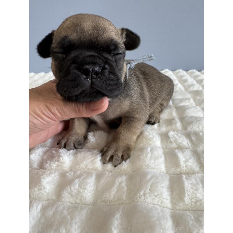 販売中の徳島県のフレンチブルドッグ-425447の4枚目