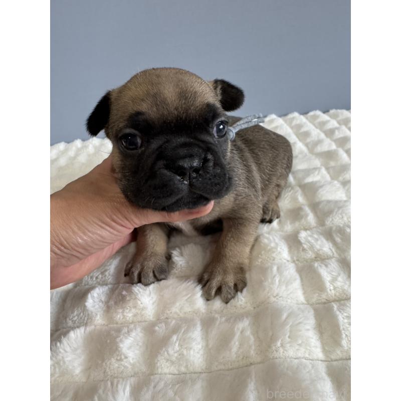 販売中の徳島県のフレンチブルドッグ-425447の2枚目