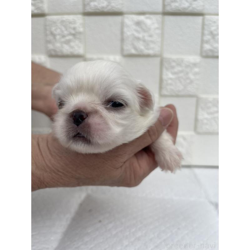 販売中の群馬県のペキニーズ-425450の10枚目
