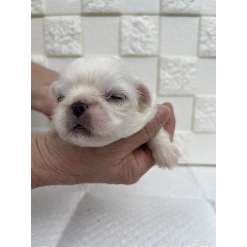 販売中の群馬県のペキニーズ-425450の9枚目
