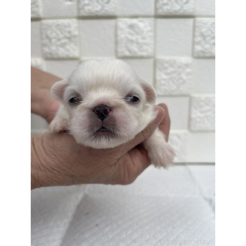 販売中の群馬県のペキニーズ-425450の8枚目