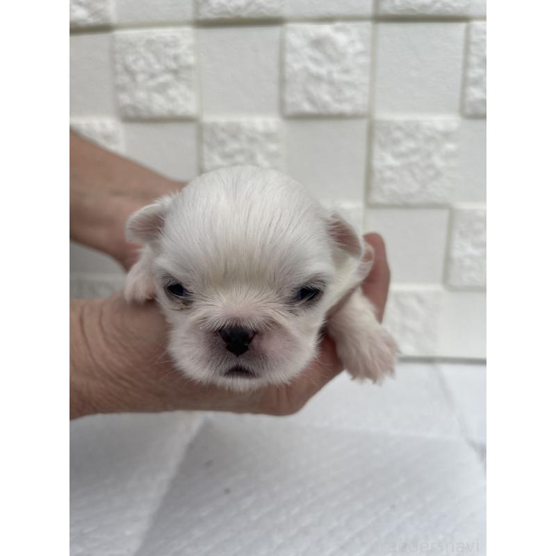 販売中の群馬県のペキニーズ-425450の7枚目